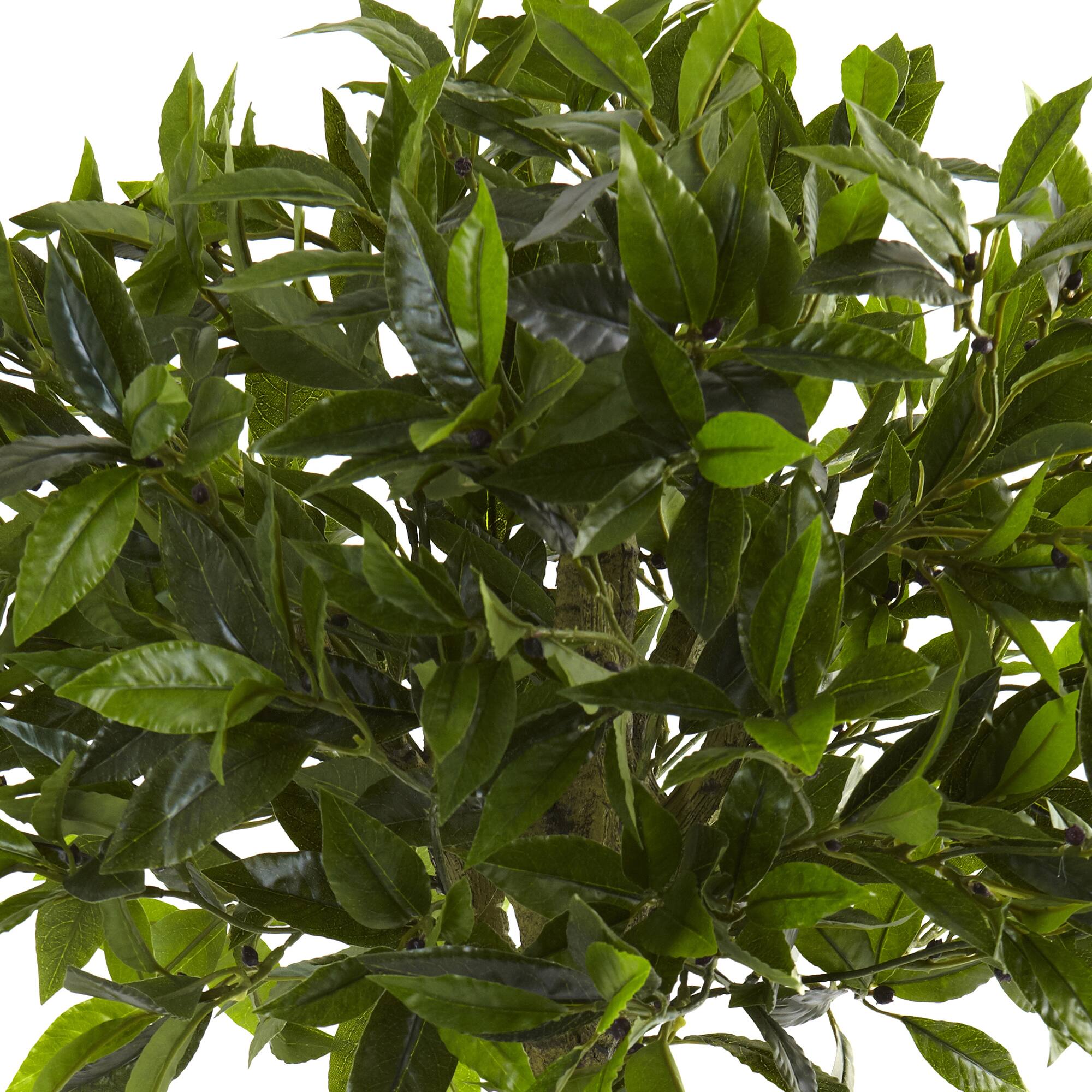 3ft. Potted Bay Leaf Topiary